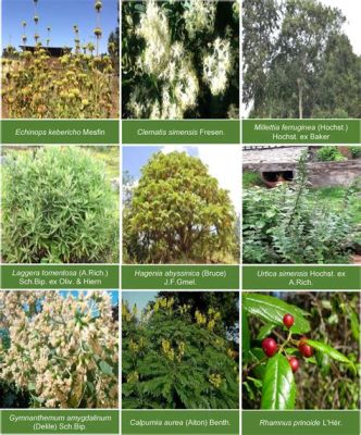  Anatomical Atlas of Ethiopian Medicinal Plants: A Journey Through Time and Healing